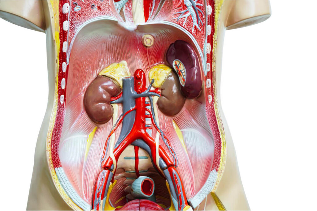 urinary system anatomy