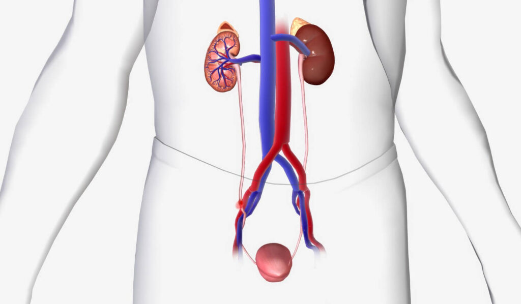 urinary system anatomy