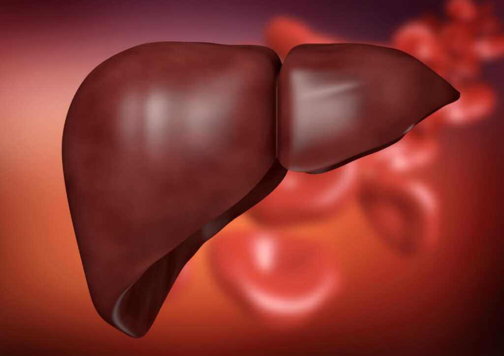 liver organ