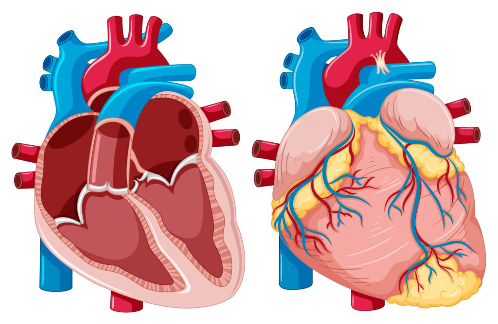 heart valve health