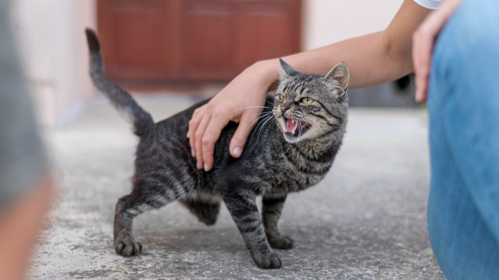 furious stage - rabies in cats