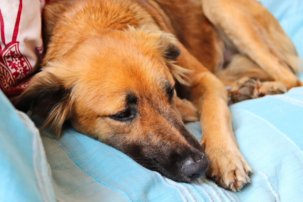 lethargic dog - signs of anemia in dogs