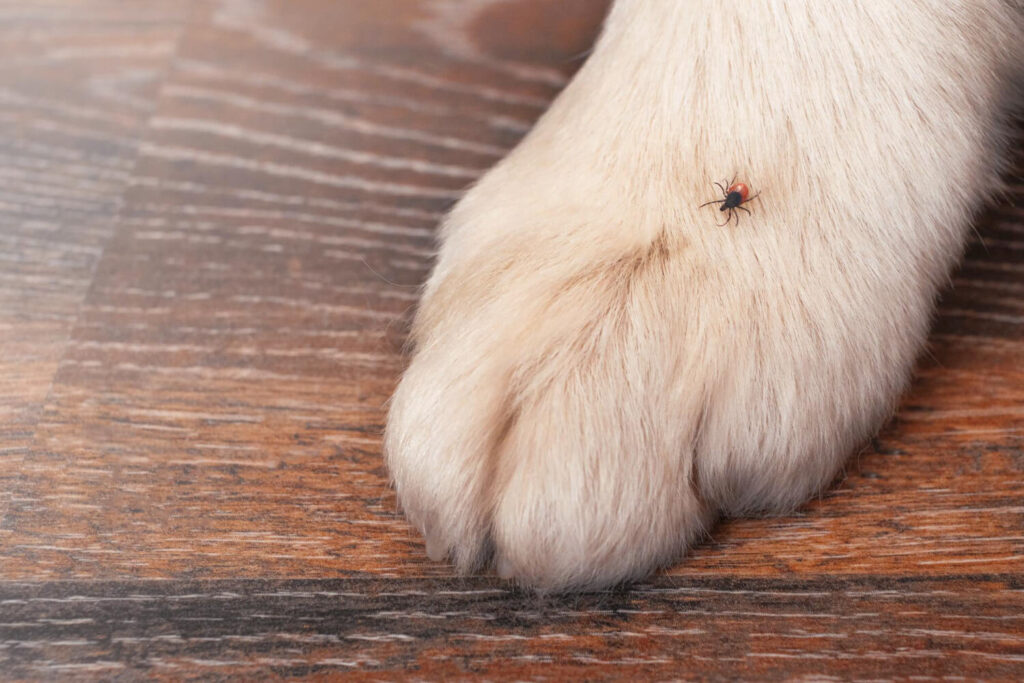 tick infestation - cause of anemia in dogs