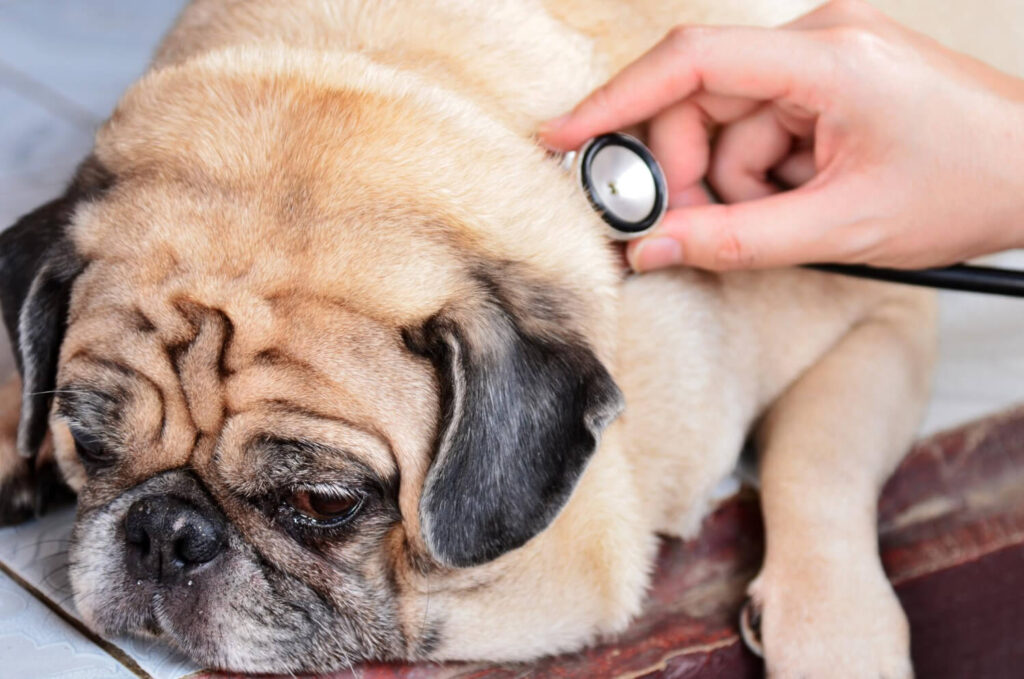 vet visit for anemic dog