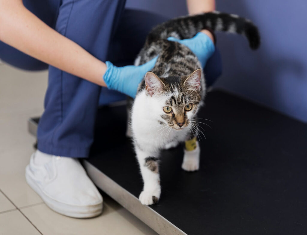 veterinary visit cat check up